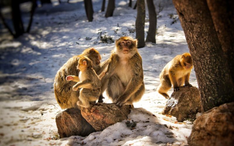 8 days tour from tangier to Marrakech