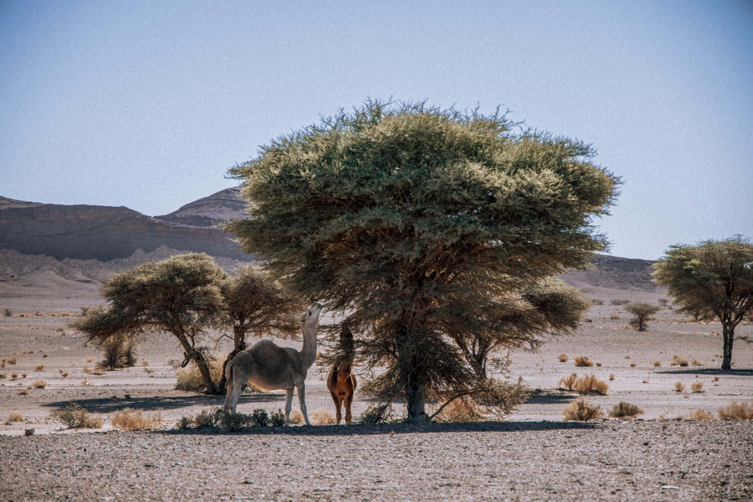 6 days desert tour from Agadir